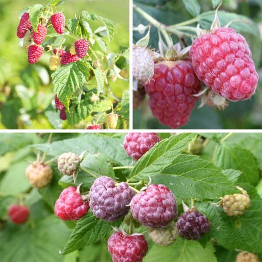 Himbeer-Mix<br>6 Pflanzen